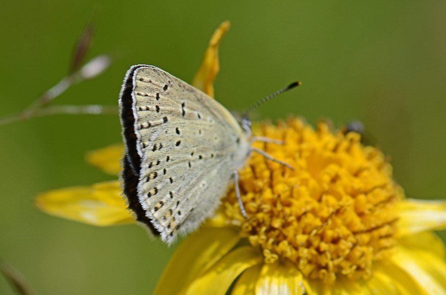 Lycaena tityrus ?